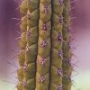 Weberbauerocereus_cuzcoensis